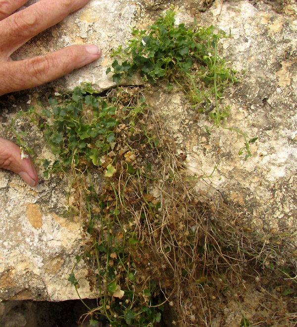 Kenilworth Ivy, CYMBALARIA MURALIS, dangling from limestone outcrop