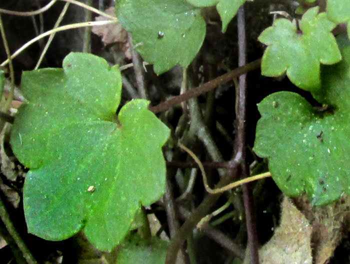 Kenilworth Ivy, CYMBALARIA MURALIS, flowers