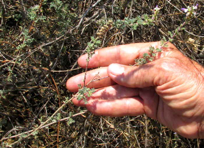 Prairie-Clover, DALEA DORYCNIOIDEES