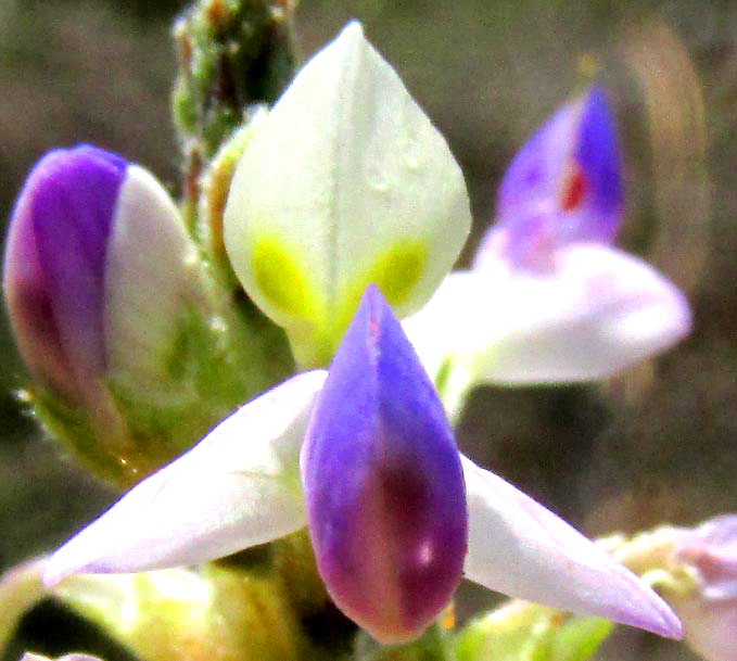 Prairie-Clover, DALEA DORYCNIOIDEES, front view of flower close up