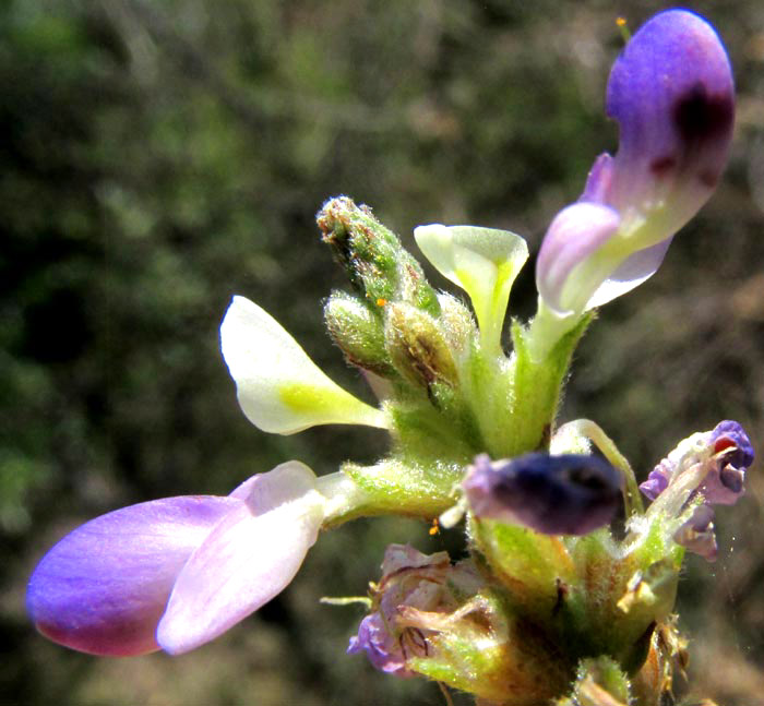 Prairie-Clover, DALEA DORYCNIOIDEES, side view of flowers