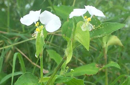 COMMELINA ERECTA, Dayflower