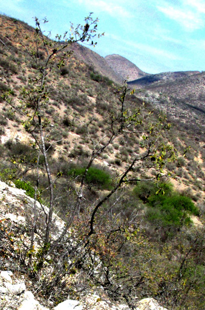 Hopbush, DODONAEA VISCOSA, late season, fruiting, few leaves