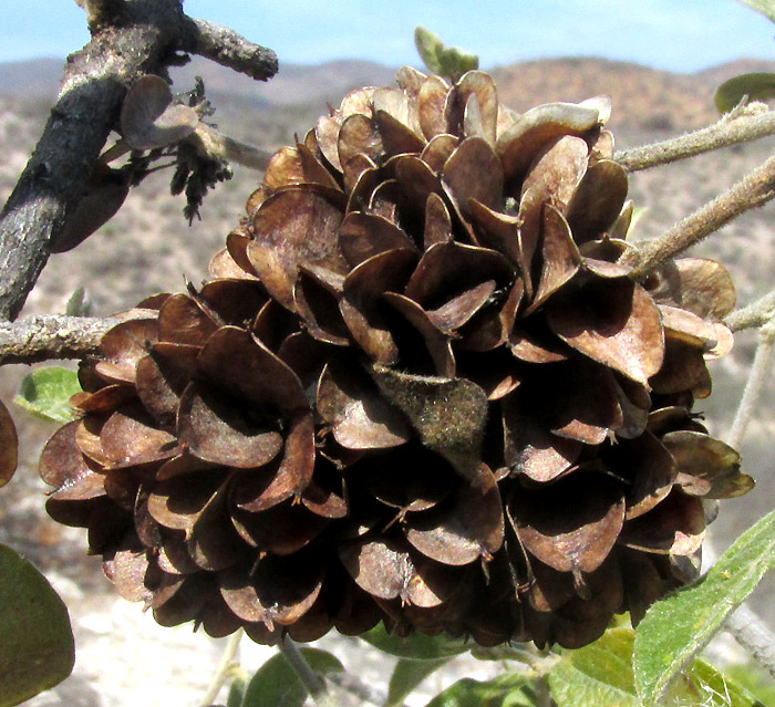Hopbush, DODONAEA VISCOSA, cluster of three-winged capsular fruits