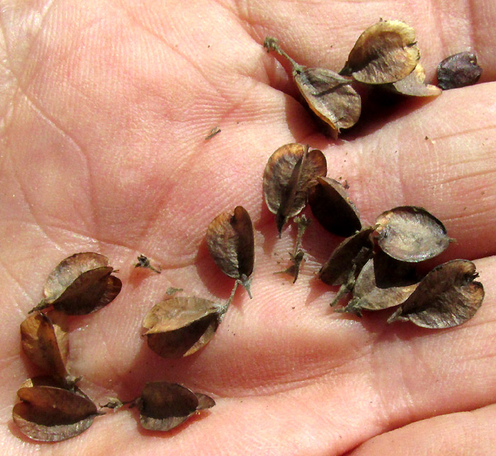 Hopbush, DODONAEA VISCOSA, late season, three-winged capsular fruits in hand