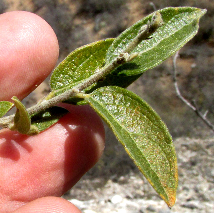 Hopbush, DODONAEA VISCOSA, newly emerged leaves