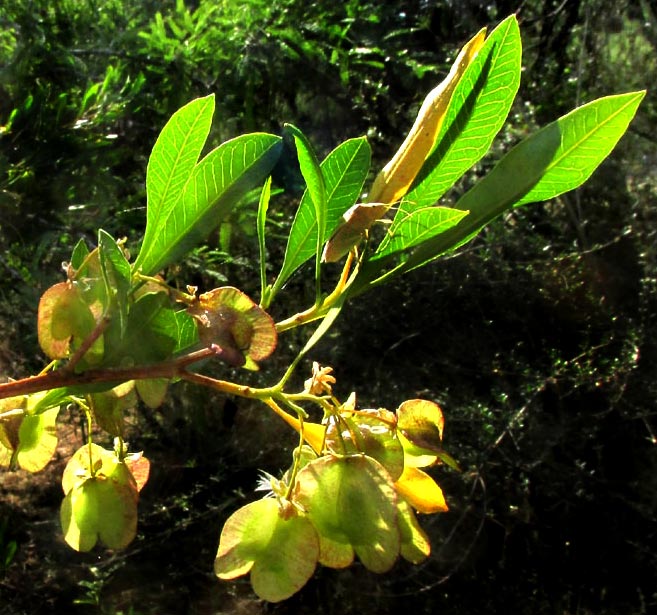 Hopbush, DODONAEA VISCOSA, fruits