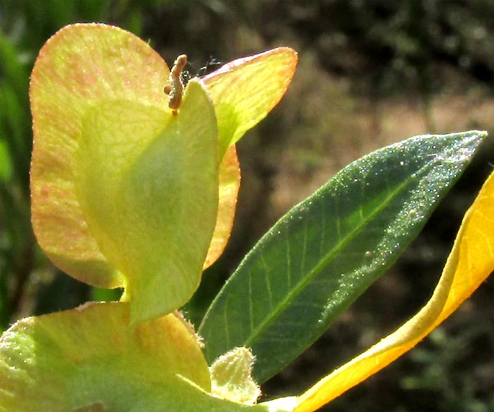 Hopbush, DODONAEA VISCOSA, three-winged capsular fruit