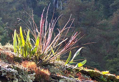 EPIPHYTES ON SHINGLES 