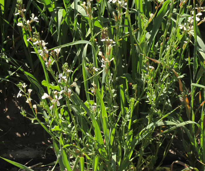 Arugula/ Roquette, ERUCA VESICARIA SATIVA, flowering in irrigated field of oats