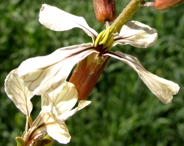 Arugula/ Roquette, ERUCA VESICARIA SATIVA, flower