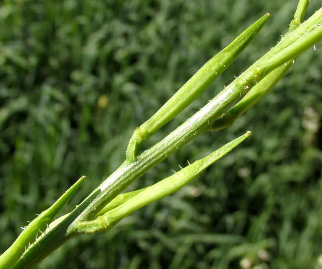 Arugula/ Roquette, ERUCA VESICARIA SATIVA, silique-type fruit