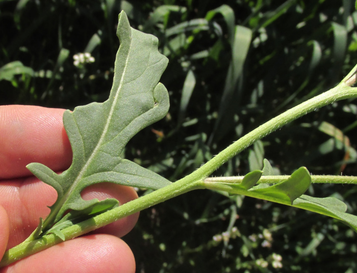 Arugula/ Roquette, ERUCA VESICARIA SATIVA, leaves