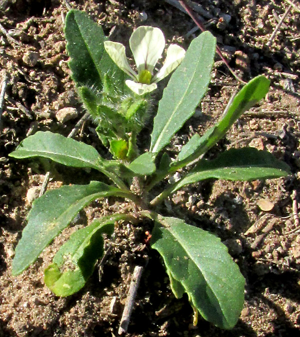 Arugula/ Roquette, ERUCA VESICARIA SATIVA, stunted drought plant flowering