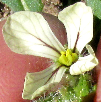 Arugula/ Roquette, ERUCA VESICARIA SATIVA, stunted drought plant flower