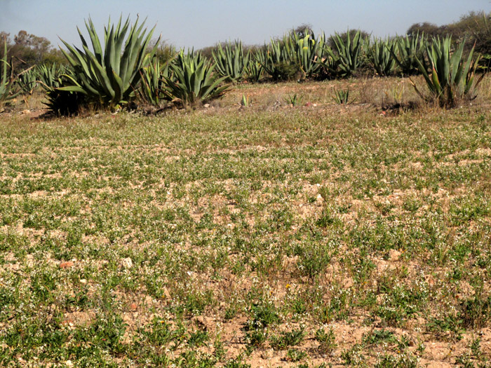 Arugula/ Roquette, ERUCA VESICARIA SATIVA, droughty field covered with Arugula weeds