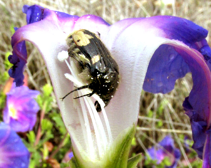 Bumblebee Flower Beetle, EUPHORIA BASALIS, exposed in broken open flower of Morning-glory Bush, Ipomoea stans