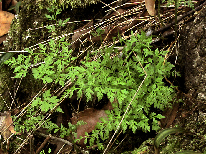 Fragile Fern, CYSTOPTERIS FRAGILIS, habitat