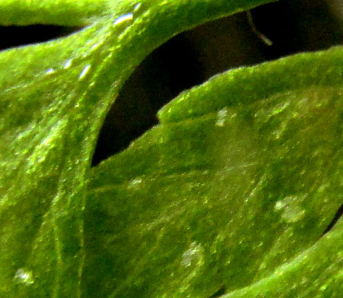 Fragile Fern, CYSTOPTERIS FRAGILIS, close-up of immature sori