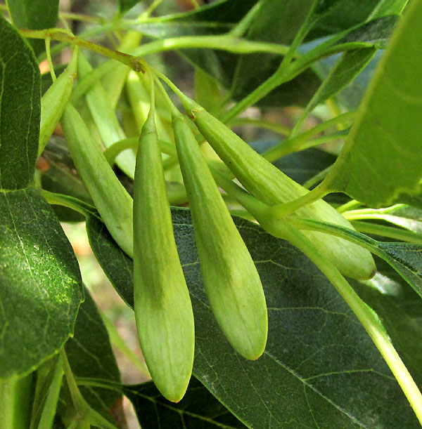 Tropical Ash, FRAXINUS UHDEI, samaras