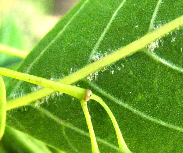 Tropical Ash, FRAXINUS UHDEI, hairs along midrib of leaflet undersurface