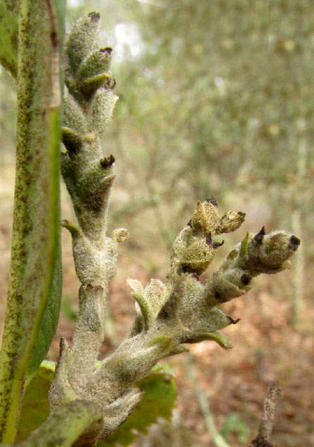 Silktassel, GARRYA LAURIFOLIA, spikes of female flowers