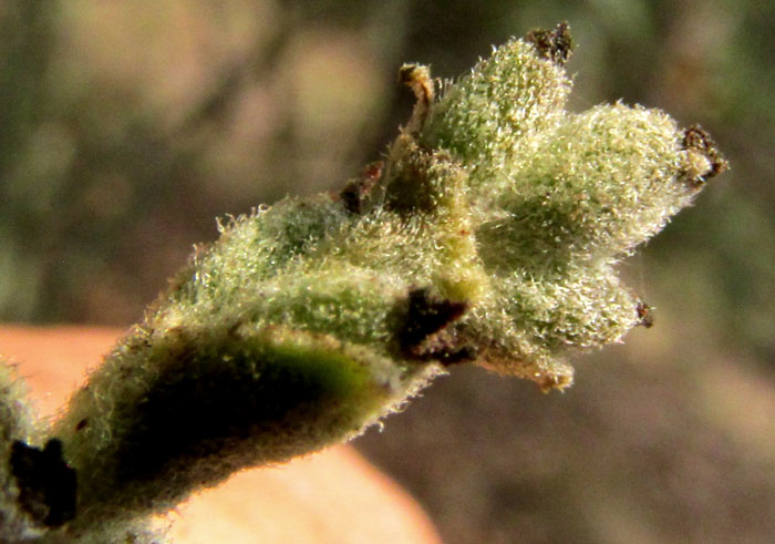 Silktassel, GARRYA LAURIFOLIA, female flowers close up