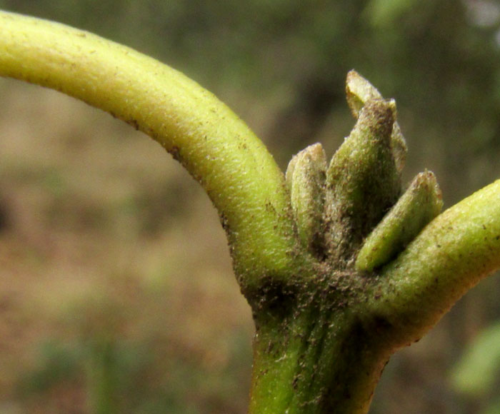 Silktassel, GARRYA LAURIFOLIA, petioles and no stipules