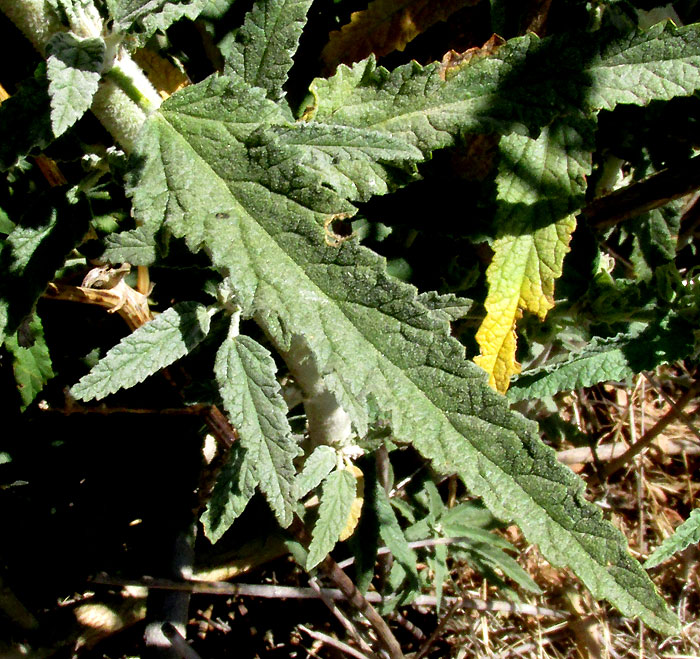 Narrowleaf Globemallow, SPHAERALCEA ANGUSTIFOLIA, leaf