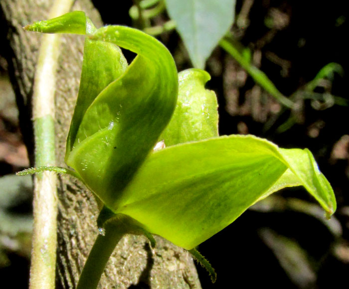 GONOLOBUS GRANDIFLORUS, flower side view