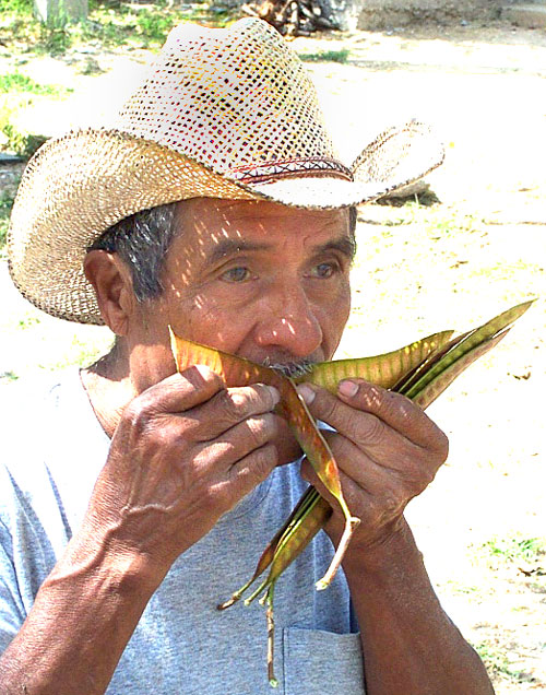 Guaje, LEUCAENA LEUCOCEPHALA