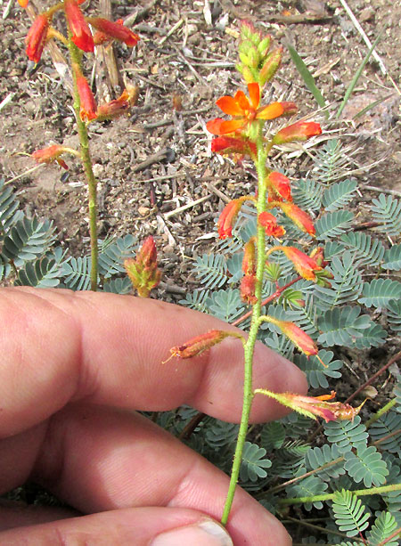 HOFFMANNSEGGIA OXYCARPA subsp. ARIDA, panicle