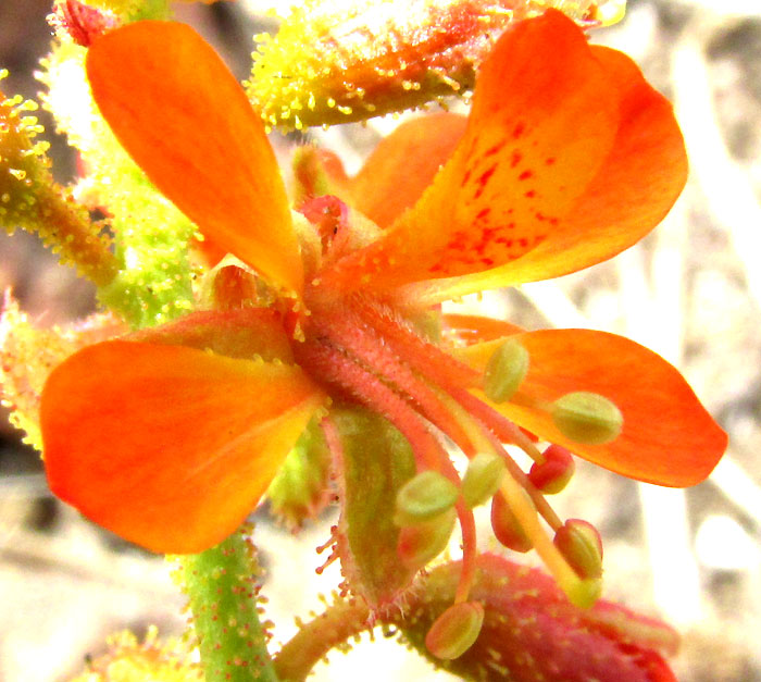 HOFFMANNSEGGIA OXYCARPA subsp. ARIDA, flower, front view