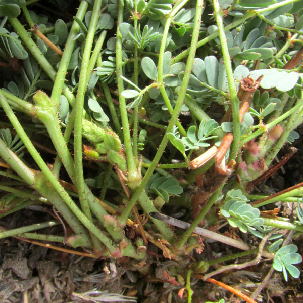 HOFFMANNSEGGIA OXYCARPA subsp. ARIDA, flower, semi-wood base