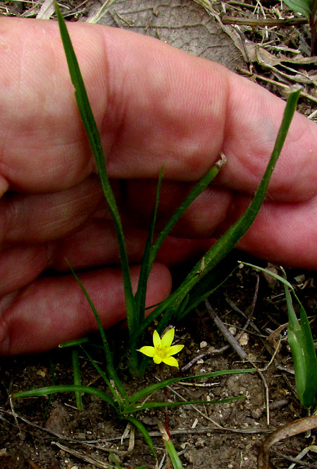 Mexican Yellow Star-grass, HYPOXIS DECUMBENS