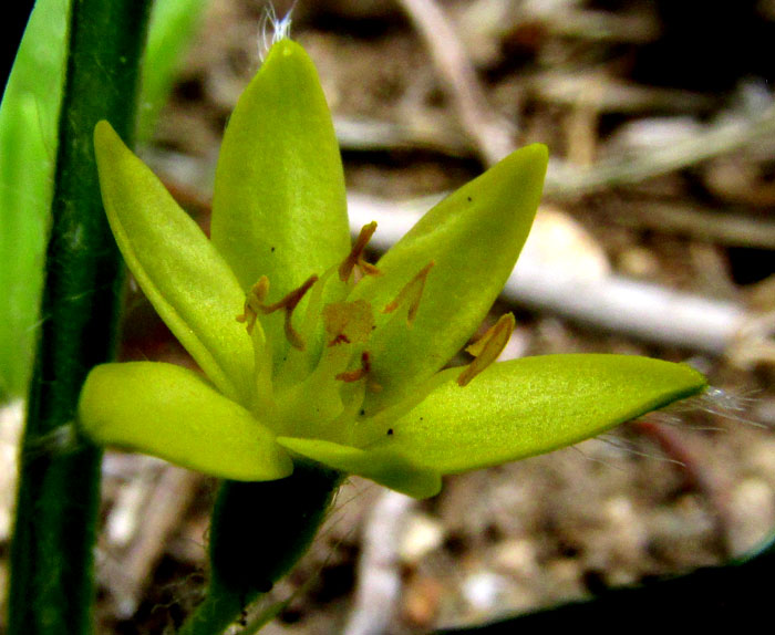 Mexican Yellow Star-grass, HYPOXIS DECUMBENS, flower from above