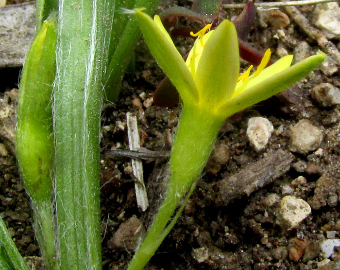 Mexican Yellow Star-grass, HYPOXIS DECUMBENS, flower side view and hairy leaf