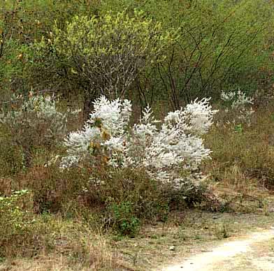 Desert Lavender, HYPTIS ALBIDA