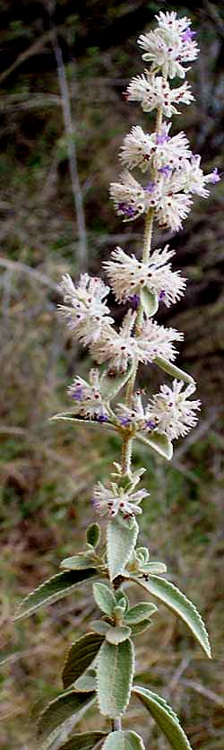 Desert Lavender, HYPTIS ALBIDA, flowers