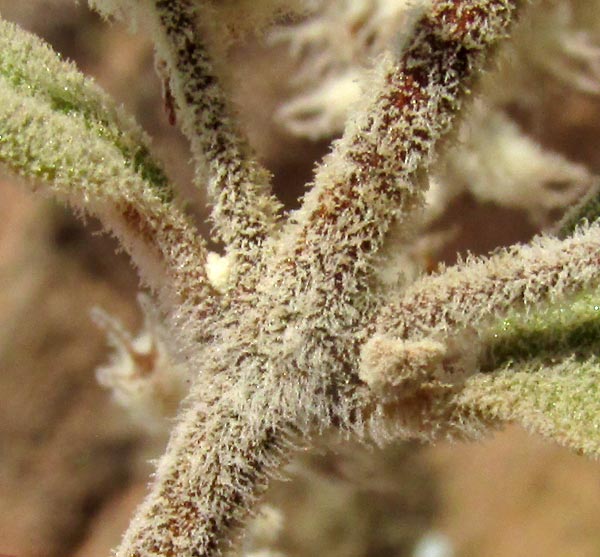 Desert Lavender, HYPTIS ALBIDA, flower clusters