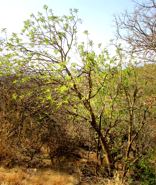 Cazahuate, IPOMOEA MURUCOIDES, tree in habitat, sprouting stems & leaves at end of dry season