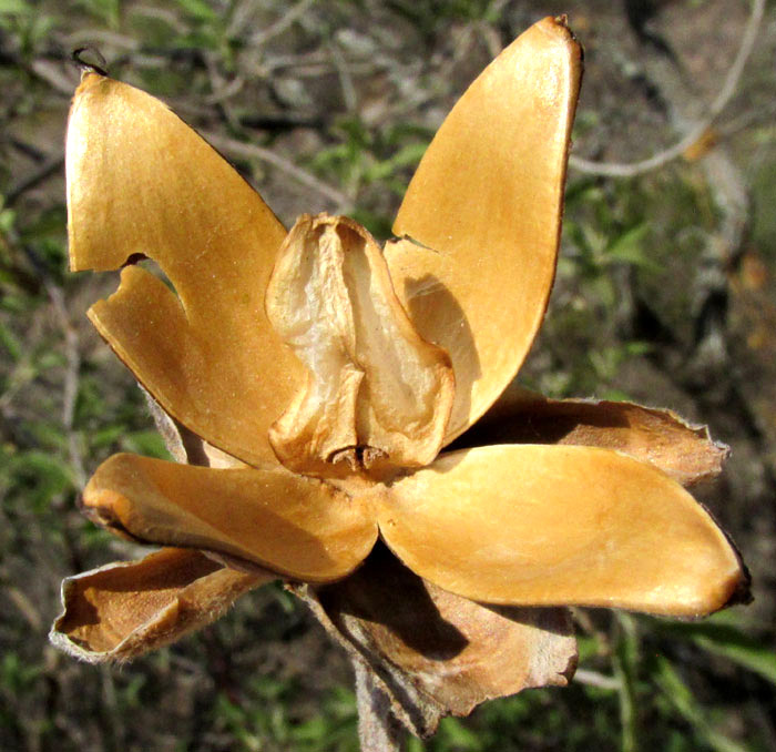 Cazahuate, IPOMOEA MURUCOIDES, empty fruit husk