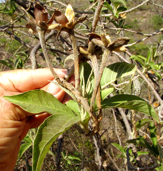 Cazahuate, IPOMOEA MURUCOIDES, cluster of empty fruit husks