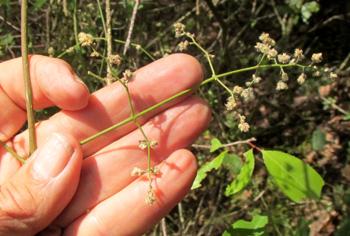 IRESINE LATIFOLIA, inflorescence