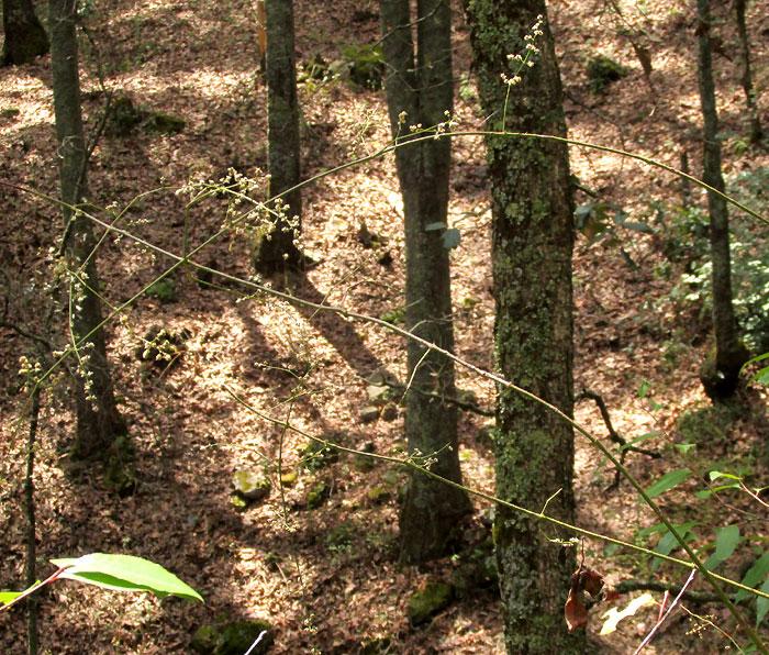 IRESINE LATIFOLIA, several inflorescences