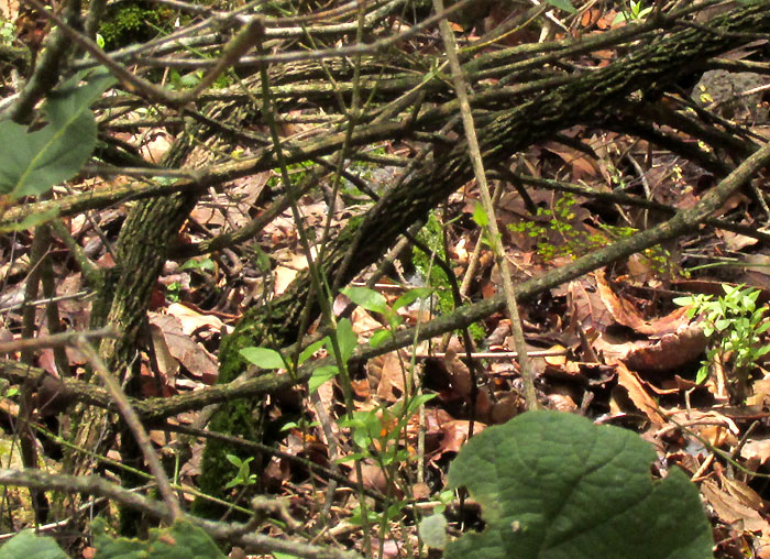 IRESINE LATIFOLIA, stems emerging from ground