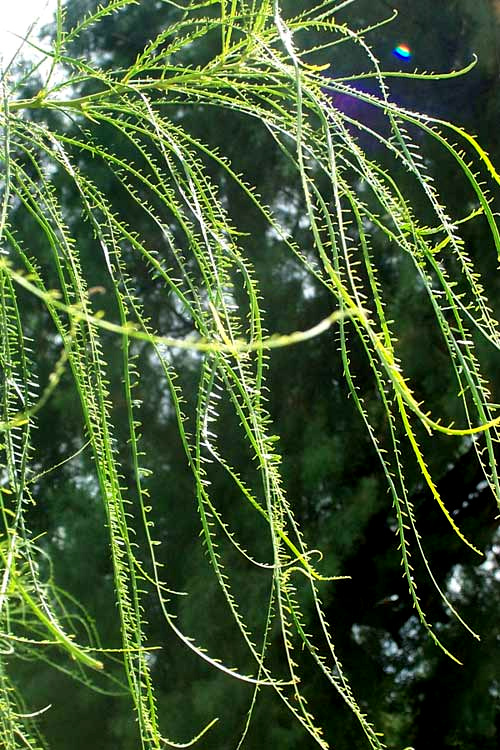 Jerusalem-thorn, PARKINSONIA ACULEATA, leaves