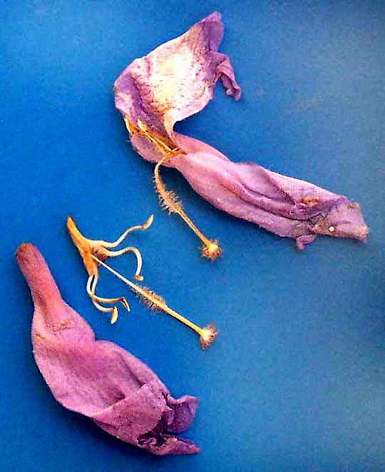 flower of JACARANDA MIMOSIFOLIA dissected