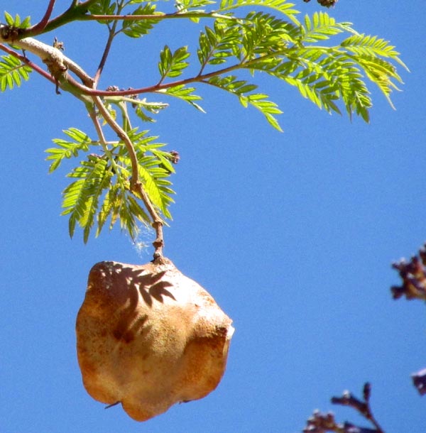 JACARANDA MIMOSIFOLIA, flattened, capsular fruit