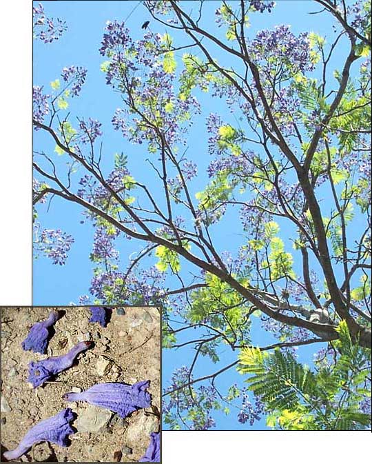 JACARANDA MIMOSIFOLIA, Blue Jacaranda.